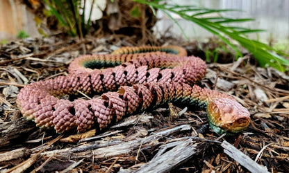 Rattlesnake fidget toy, articulated sensory toy.