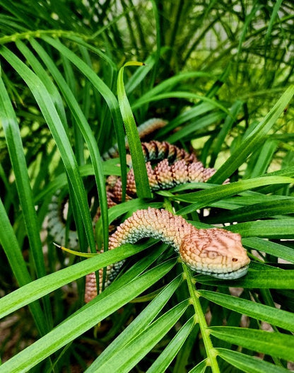 Rattlesnake fidget toy, articulated sensory toy.