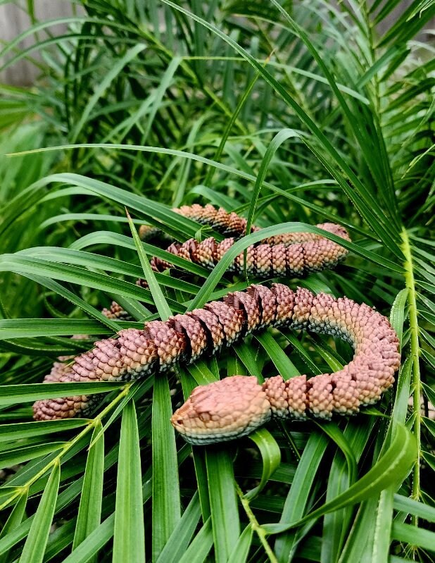 Rattlesnake fidget toy, articulated sensory toy.